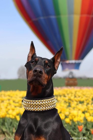 Nejlepší fotky psů z #ModelChallenge