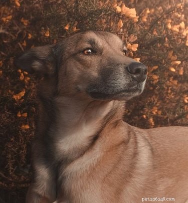 De allra bästa hundbilderna från #ModelChallenge