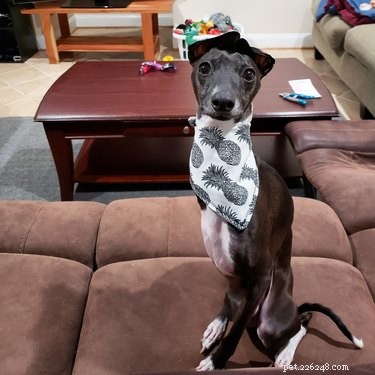 Le migliori foto di cani da #ModelChallenge