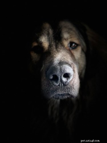 Le migliori foto di cani da #ModelChallenge