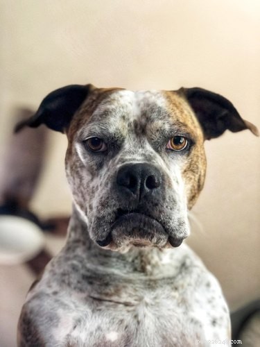 De allerbeste hondenfoto s uit de Mugshot Challenge