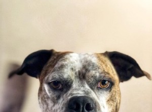 De allerbeste hondenfoto s uit de Mugshot Challenge