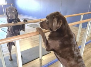 19 собак абсолютно не выдерживают тренировок