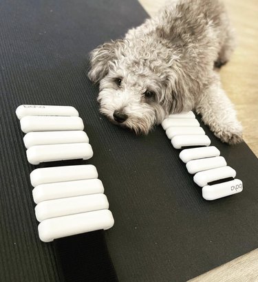 19 psů naprosto drtí své cvičení