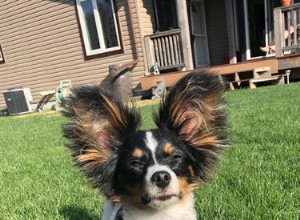 The All Best of The Big Ear Dog Challenge