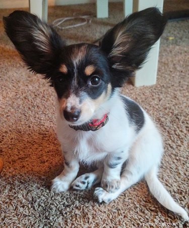 Le meilleur du défi du chien aux grandes oreilles