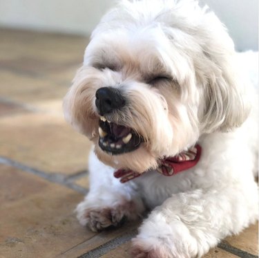 15 cães fazendo o possível para lidar com alergias sazonais