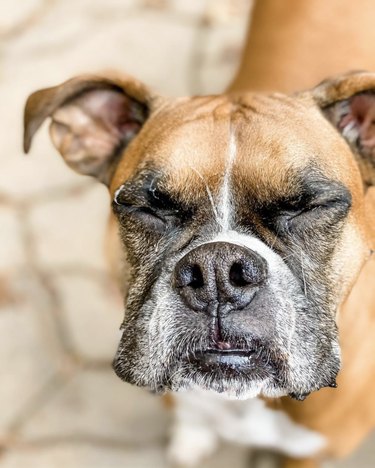 15 honden die hun best doen om met seizoensallergieën om te gaan