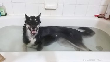 To nejlepší z The Dog Bathtime Challenge