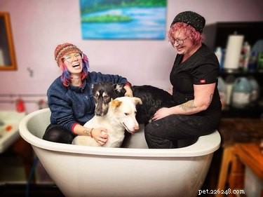 Le meilleur du défi du bain pour chien
