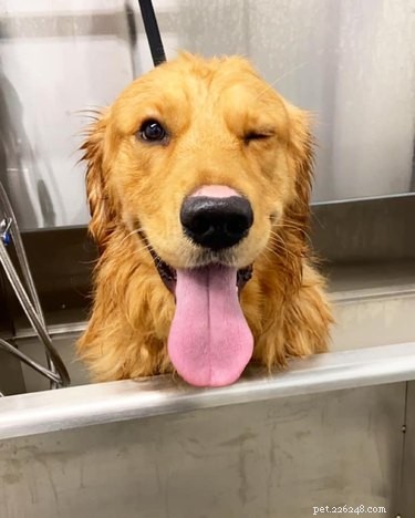 O melhor desafio do banho para cães