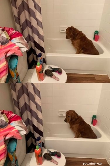 O melhor desafio do banho para cães