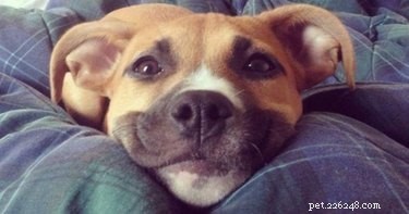 16 riktigt jäkla roliga bilder på hundar och katter