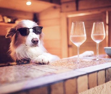 18 собак, которые готовы угостить вас любимым напитком