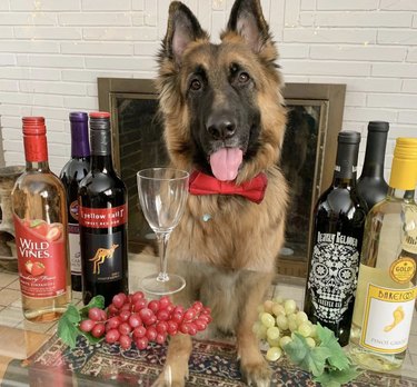 18 cães prontos para servir sua bebida favorita