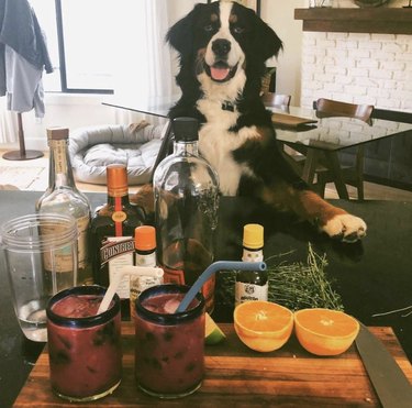 18 honden die klaar staan ​​om u uw favoriete drankje te serveren