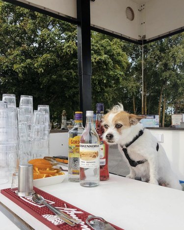 18 chiens prêts à vous servir votre boisson préférée