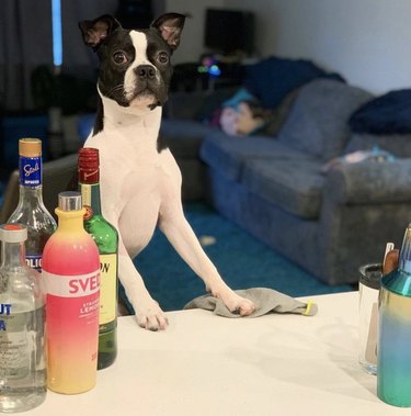 18 cães prontos para servir sua bebida favorita