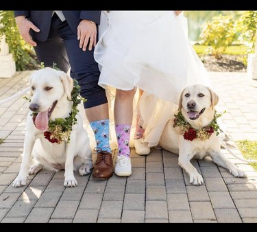 18 собак затмевают всех на свадьбах