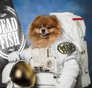 17 hundar som är redo för rymdresor
