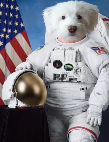 우주 여행을 떠날 준비가 된 17마리의 개
