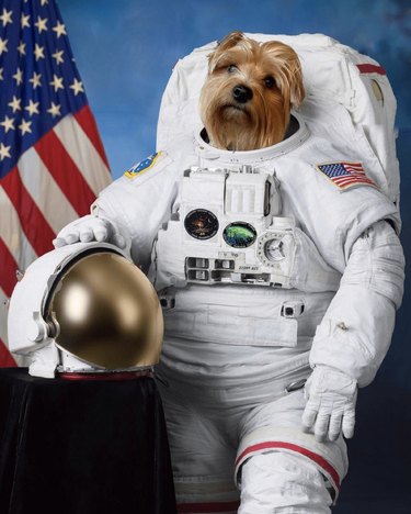 17 psů, kteří jsou připraveni na cestování vesmírem