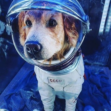 17 honden die klaar zijn voor ruimtereizen