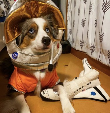 17 honden die klaar zijn voor ruimtereizen