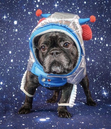 17 собак, готовых к космическим путешествиям