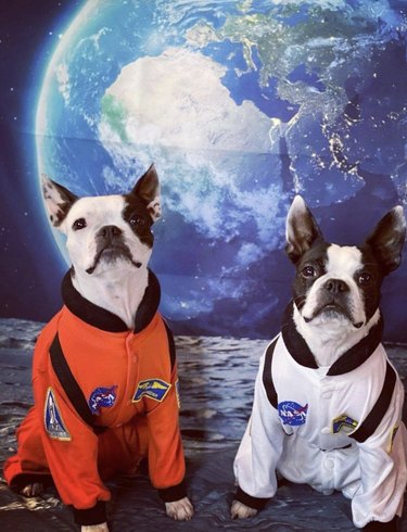 宇宙旅行の準備ができている17匹の犬 