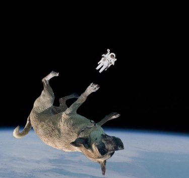 17 chiens prêts à voyager dans l espace