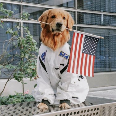 17 cães que estão prontos para viagens espaciais