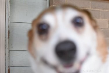 16 hilarisch wazige foto s van honden