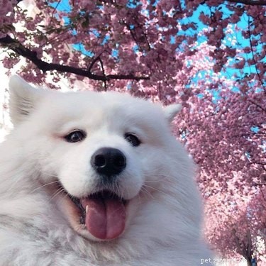 16 cani che sono così eccitati per la primavera