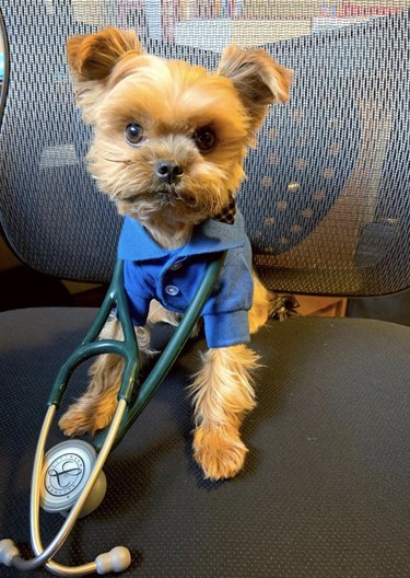 15 cães que são realmente médicos