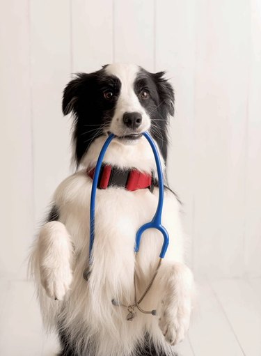 15 chiens qui sont en fait médecins