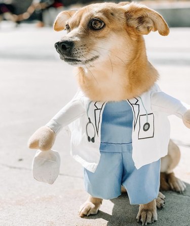 15 cani che sono effettivamente medici