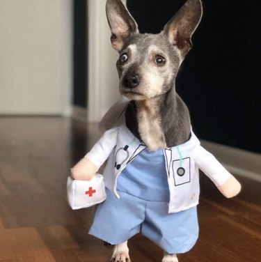15 cani che sono effettivamente medici