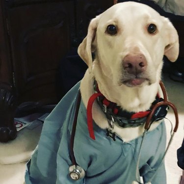 15 honden die eigenlijk dokters zijn