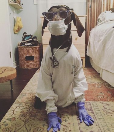 15 hundar som faktiskt är läkare