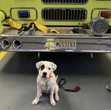 16 honden die extra goed zijn in brandweerkazernes