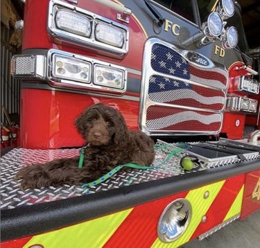 16 chiens très bons dans les casernes de pompiers