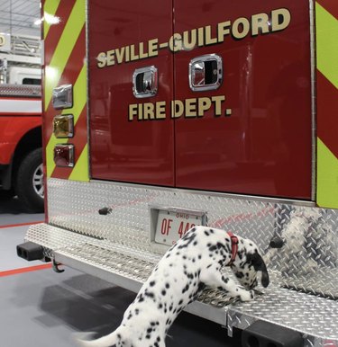 16 cani molto bravi nelle caserme dei vigili del fuoco