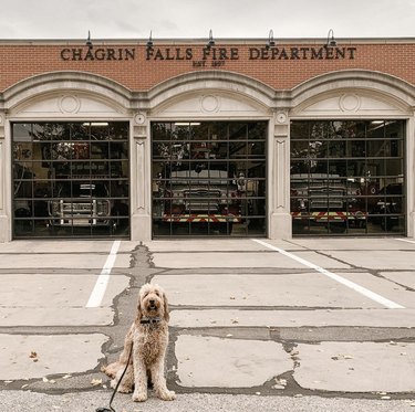消防署で非常に優れている16匹の犬 