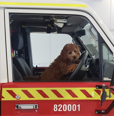 16 honden die extra goed zijn in brandweerkazernes