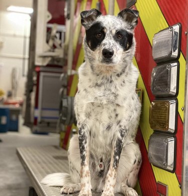 16 cani molto bravi nelle caserme dei vigili del fuoco