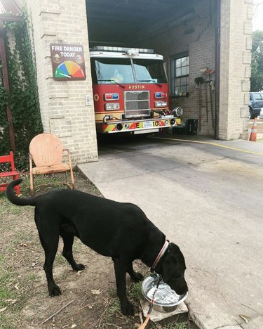 16 chiens très bons dans les casernes de pompiers