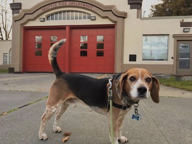 16 hundar som är extra bra på brandstationer