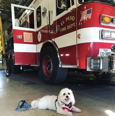 16 собак отлично справляются с пожарной частью