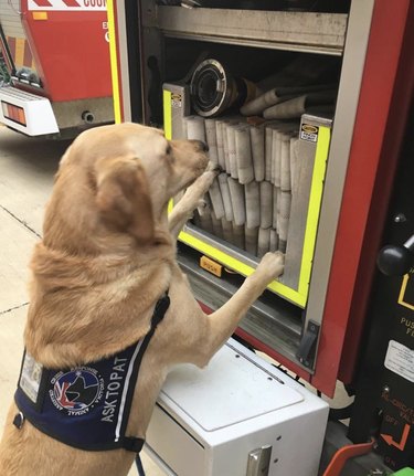 16 psů je na hasičských stanicích mimořádně dobrých